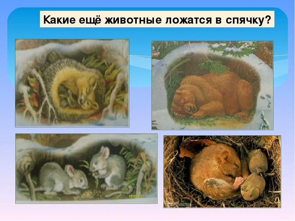 ЗАКРЫТА Запись на бесплатный ФМ "Как зимуют животные" - 68 ответов форум Babyblo