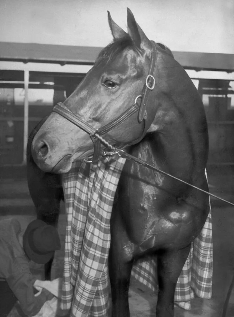 Про лошадь сухарь. Сухарь (seabiscuit). seabiscuit лошадь. лошадь по кличке сухарь. конь по кличке.