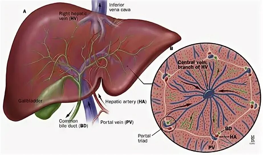 Триада печени. Печеночная Триада анатомия. Триада печени анатомия. Портальная Триада печени. Строение дольки печени анатомия.