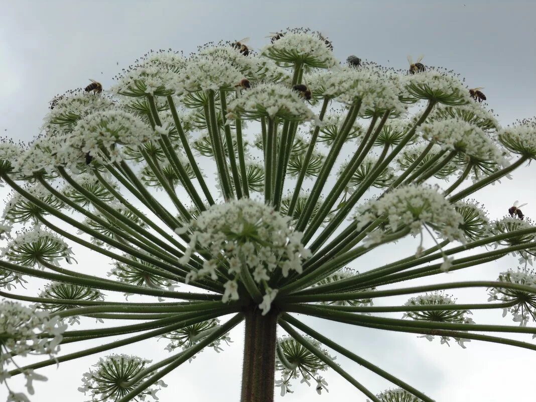 курай растение в башкирии. реброплодник уральский курай. курай растение башкирский. реброплодник уральский курай. реброплодник борщевик.
