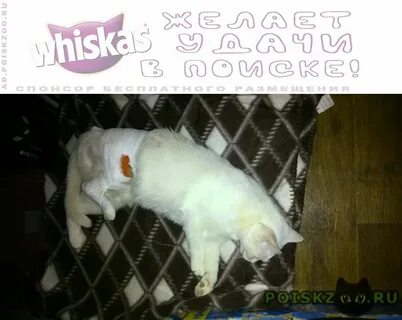 Белый кот электросталь