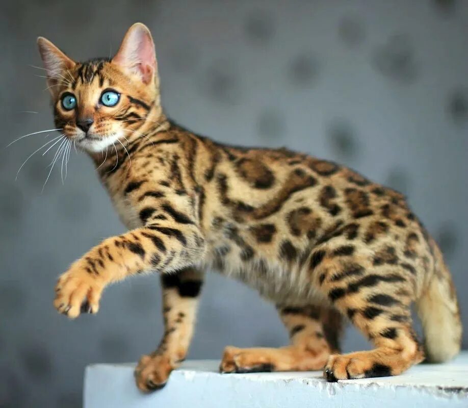 Бенгальская кошка описание породы фото. Бенгальские коты. бенгальский. кошка породы бенгал. бенгальская леопардовая кошка.