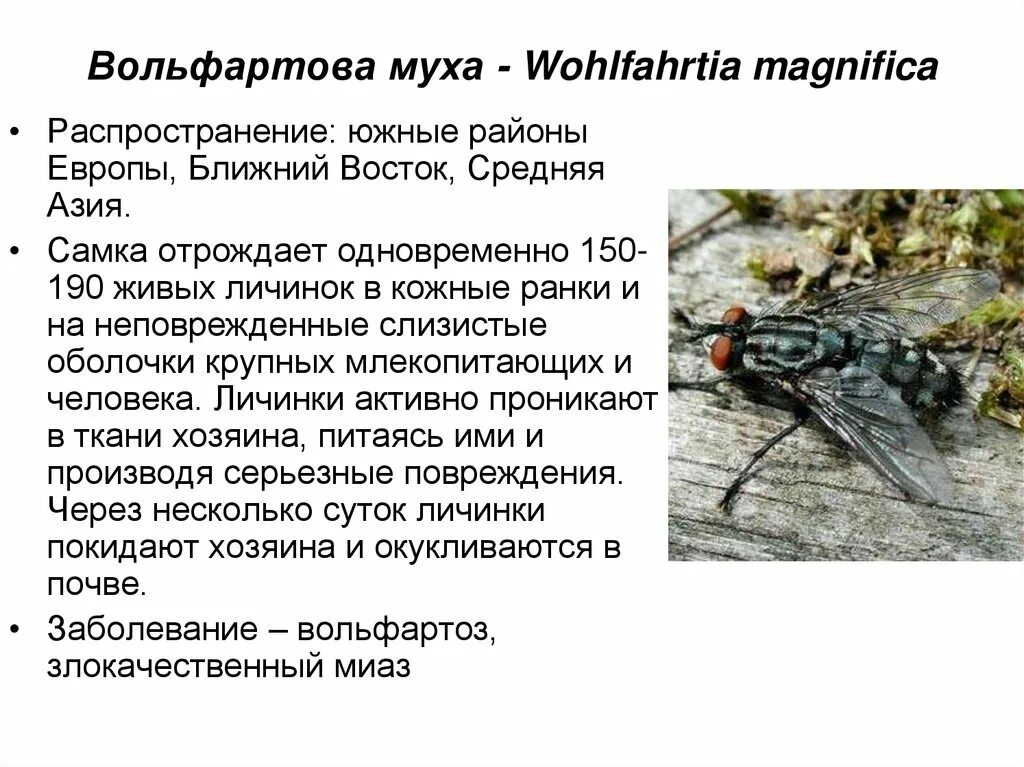 Постановление мухи. Постановление мухи