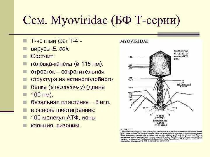 Из чего состоит бактериофаг. Из чего состоит бактериофаг