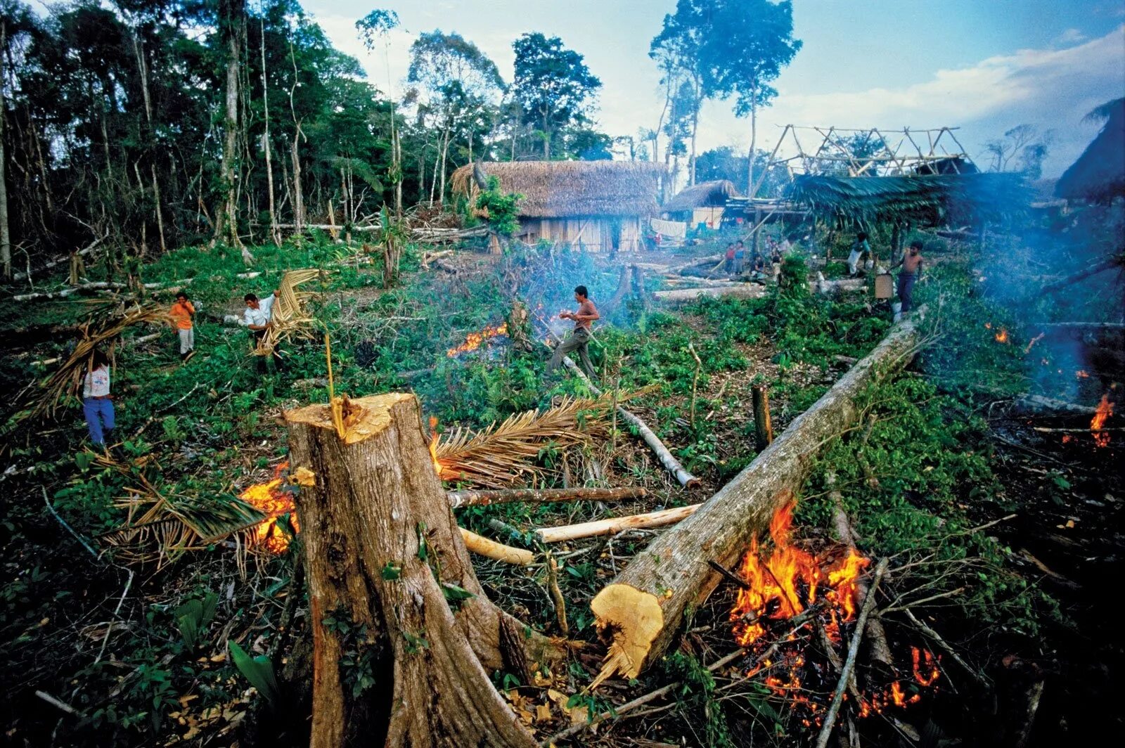 Cut down forest. Долина Мехико обезлесение. Исчезновение тропических лесов 4 класс. Вырубка тропических лесов Южной Америки. Проблемы тропических лесов.