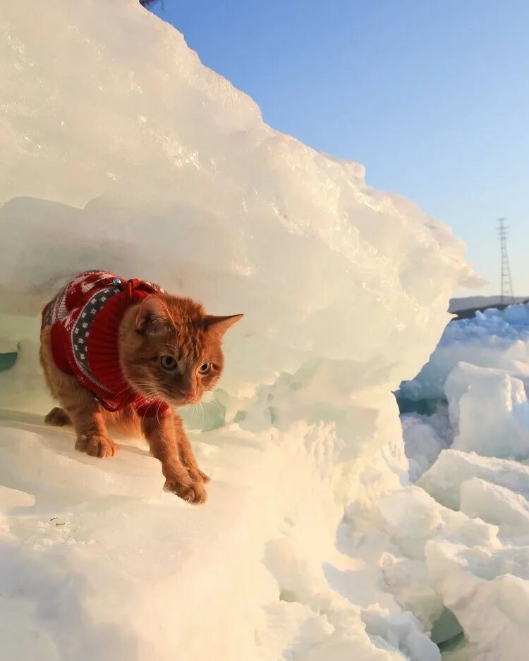Рыжий кот симба. Кот симба владивосток. кот симба рыбак. рыжий кот в шапке ушанке.