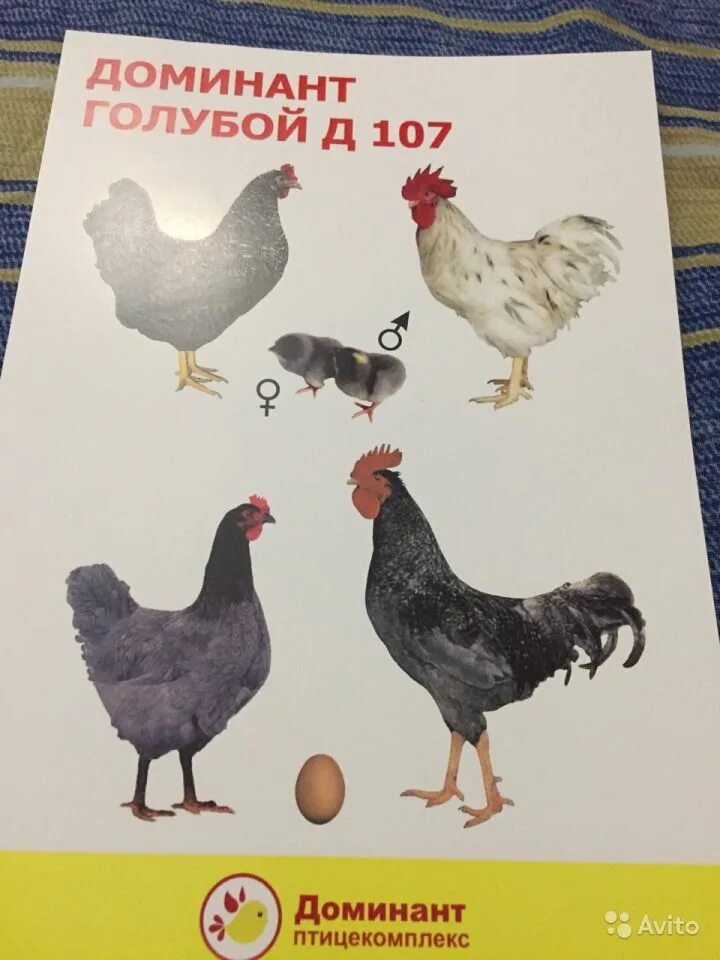 Курица доминанта порода описание породы. Породы кур несушек Доминант. Доминант 187 порода кур. Куры несушки Доминант 107. Доминант 107 порода кур.