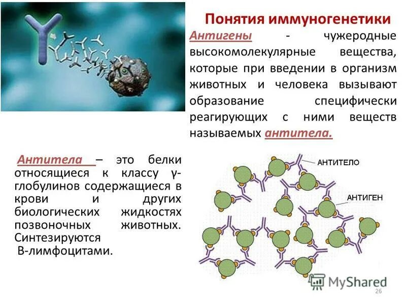 К высокомолекулярным соединениям относится. Понятие об антигенах и антителах. Антиген и антитело определение. Основные понятия иммуногенетики антиген антитело. Определение понятия антиген.