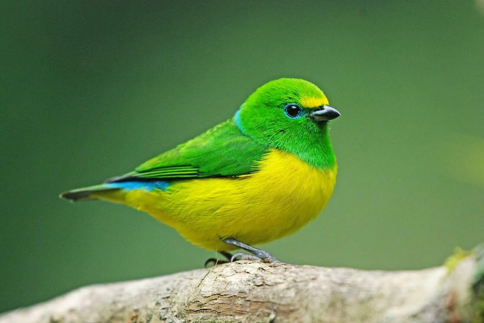 Зеленая птичка название. Золотобрюхий изумрудный Колибри. Зелёный овсянковый Кардинал. Chlorophonia cyanea. Зелёный САИ птица танагровых.