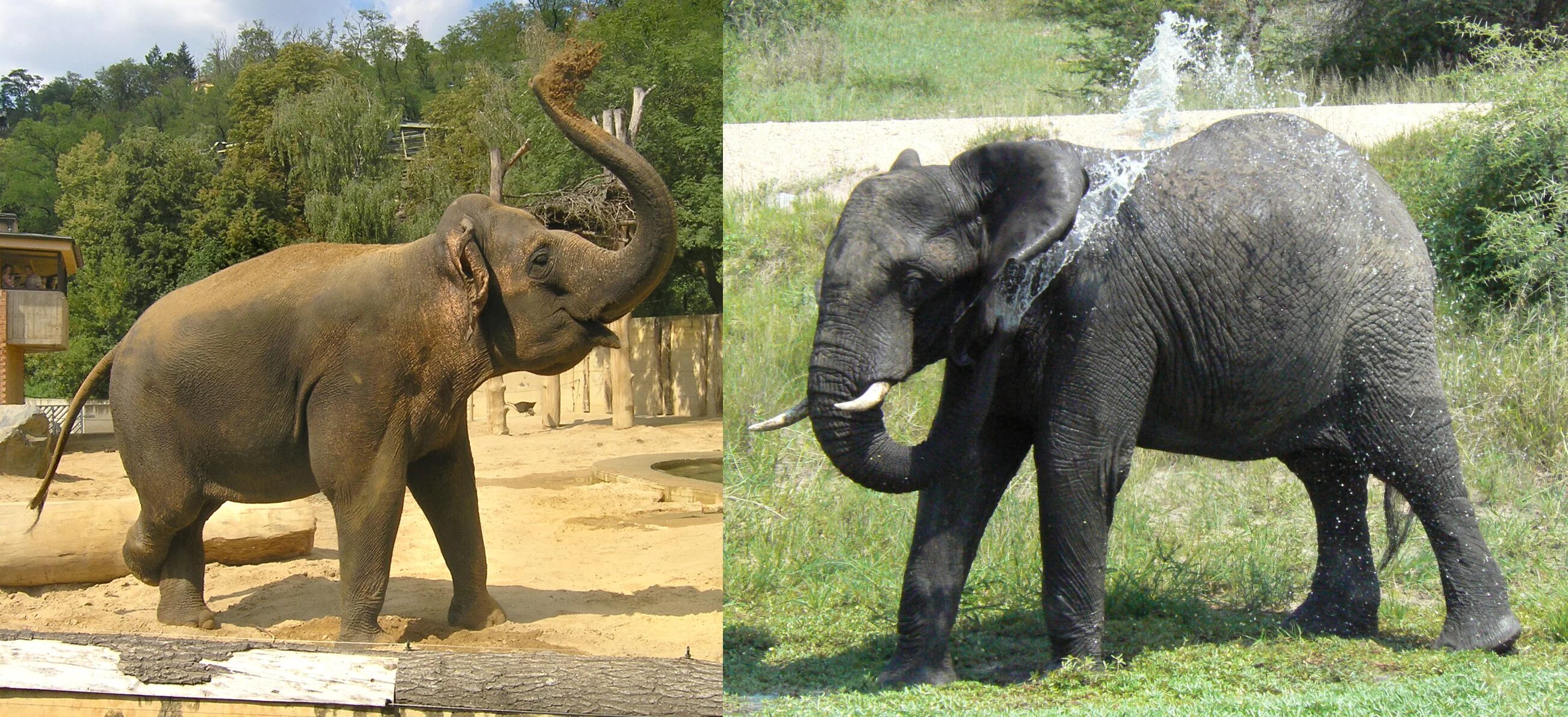 Африканский и индийский слон. Индийские слоны и африканские слоны. Индийский и Африканский слон отличия. Азиатский индийский слон. Чем отличается индийский слон от африканского 1