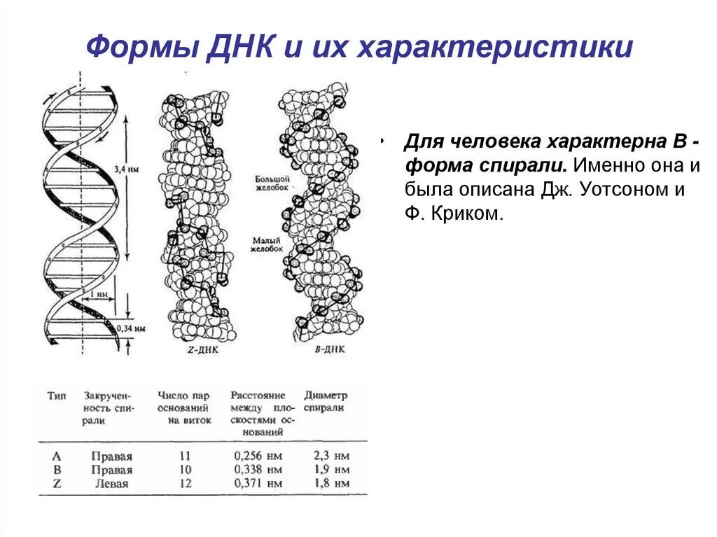 Выберите признаки молекулы днк. Характеристики β-формы ДНК. Формы структуры ДНК. A B Z формы ДНК. Строение спирали ДНК.
