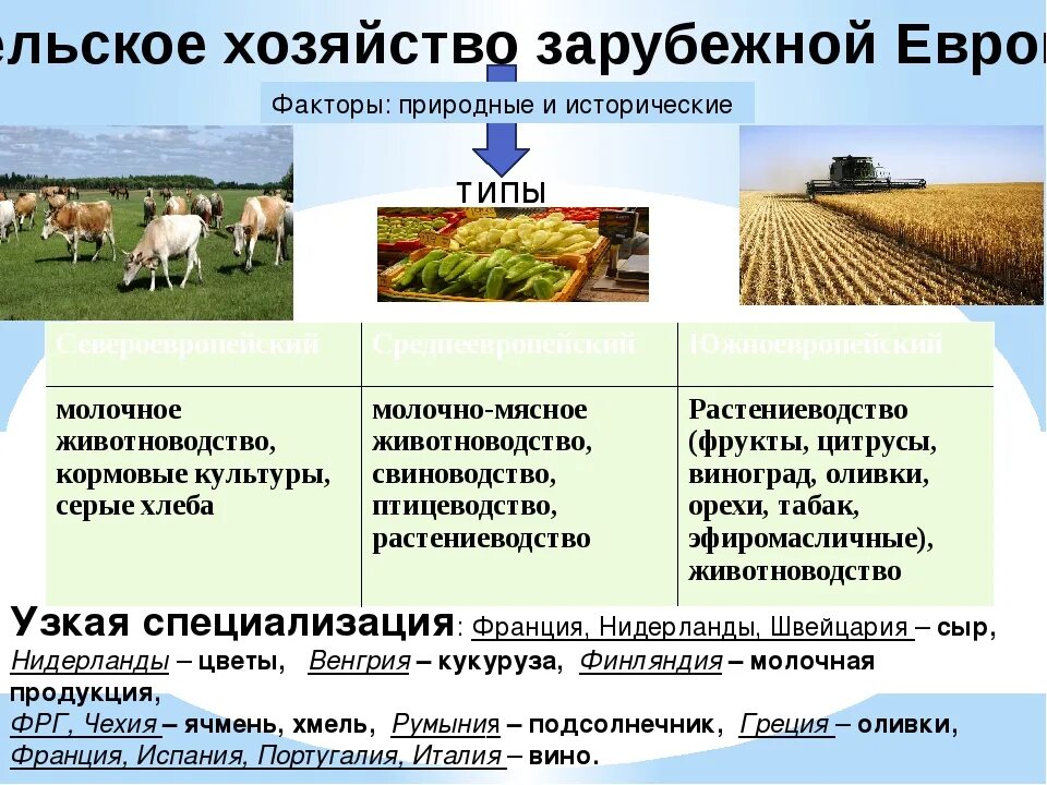 Отрасли специализации сельского хозяйства зарубежной Европы. Основные отрасли хозяйства зарубежной Европы. Узкая специализация сельского хозяйства зарубежной Европы. Хозяйство сельское хозяйство зарубежной Европы таблица.