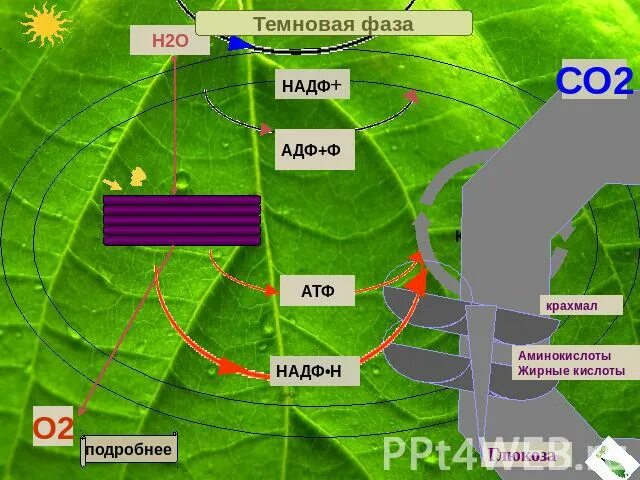 Темновая стадия. Световая и темновая фаза фотосинтеза. Темновая фаза фотосинтеза. Тёмновая фаза. Фотосинтез схема световая фаза и темновая.