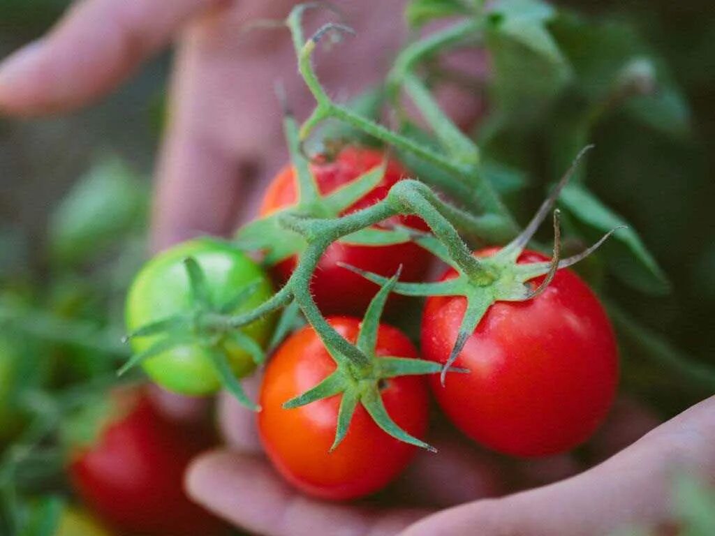 Семена томатов без пасынкования. Помидоры черри детерминантные. Томат Багира. Карликовые помидоры черри. Низкорослые томаты.