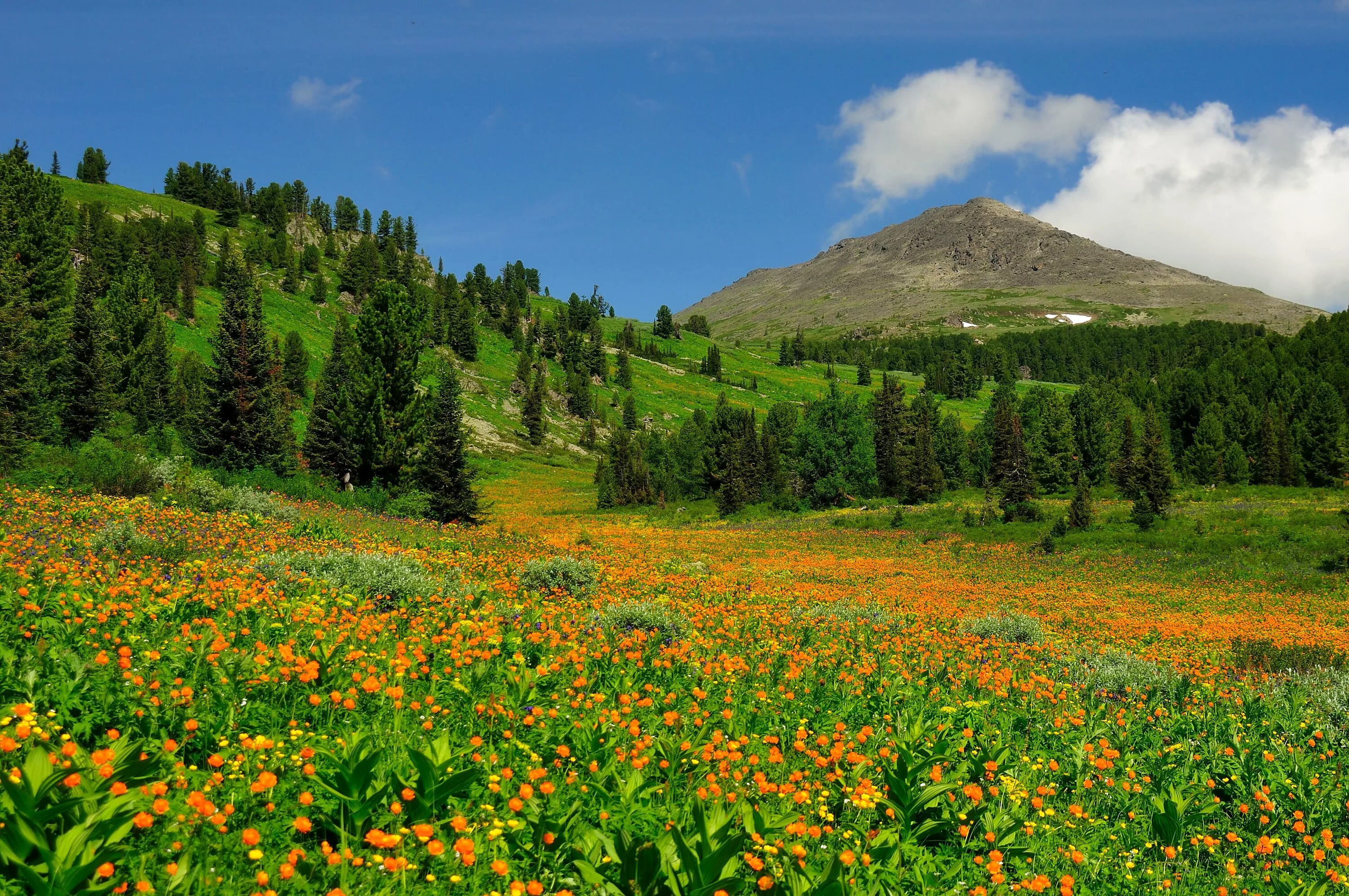 купальница лиловая алтай.