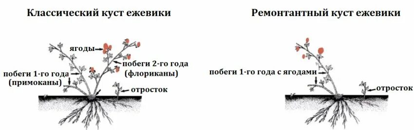 Отличия ремонтантной от обычной. Обрезанный куст ежевики. Схема формирования ежевики. Формировка куста ежевики. Схема формирования куста ежевики.