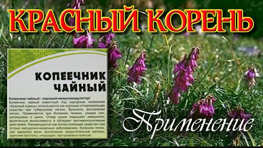 экстракт красного корня. копеечник чайный красный корень. красный корень фармгрупп 500мг.