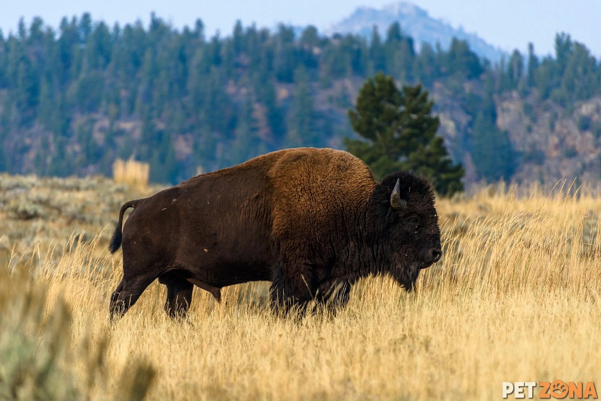 Животные которые водятся в америке. Тундровый бизон. Плащеносный броненосец. Североамериканский какомицли. Лесной бизон северной америки.