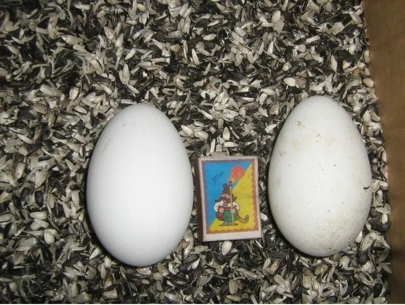 Сколько стоит десяток гусиных яиц. Инкубационное яйцо гуся племзаводов. Инкубационные яйца от гусей датский Легард. Гусиные яйца. Яйца гусиные домашние.