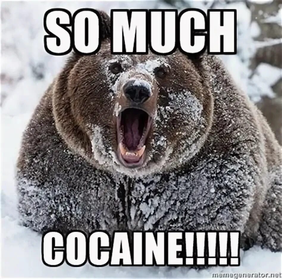 So much happening. Кот so much cocaine. Медведь Мем. So much cocaine Мем. Кот в снегу кокаин.