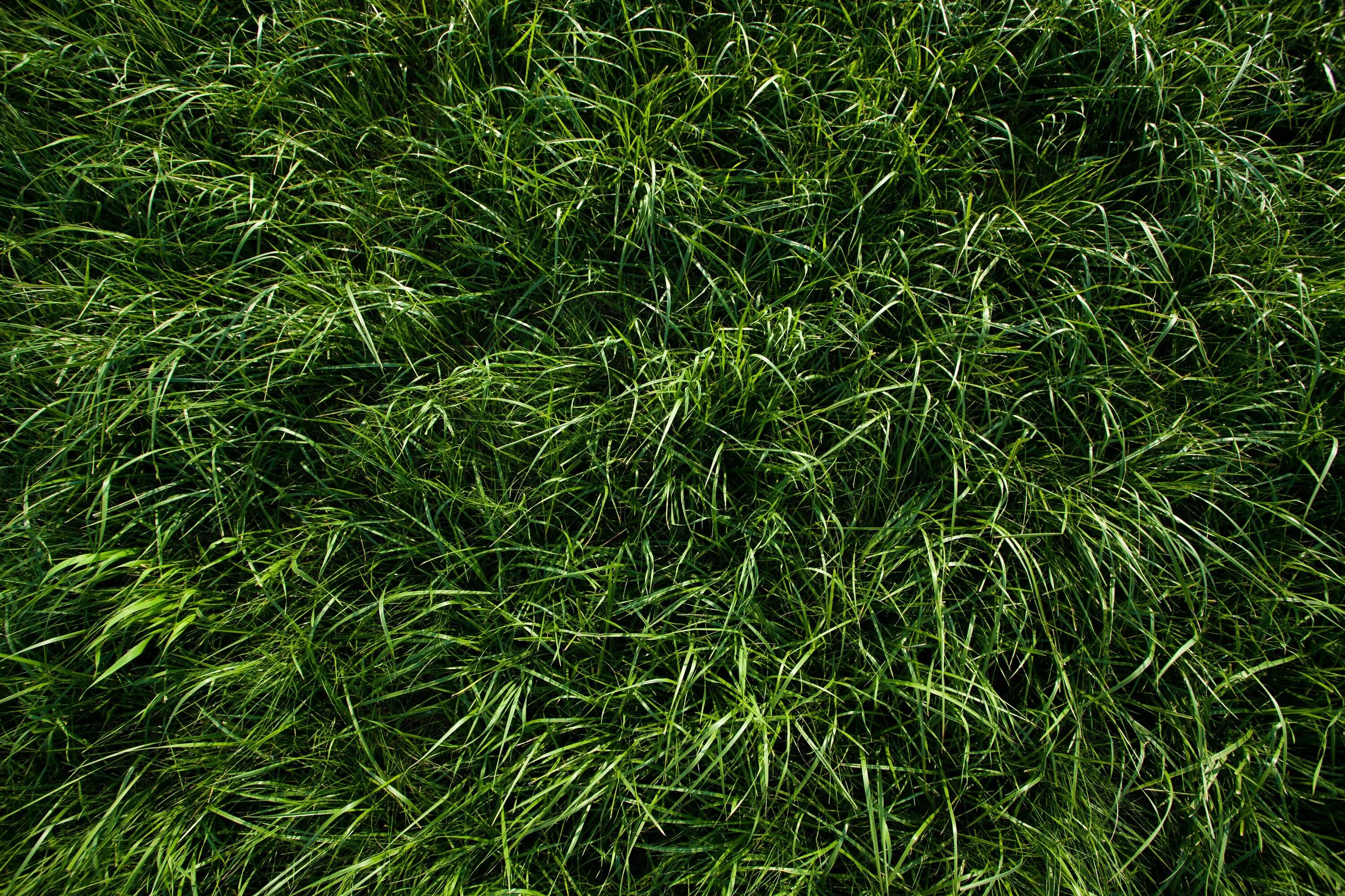 Густая зелень число. Текстура трава архикад. Трава газон текстура бесшовная. Текстура травы 4к. Трава сверху.