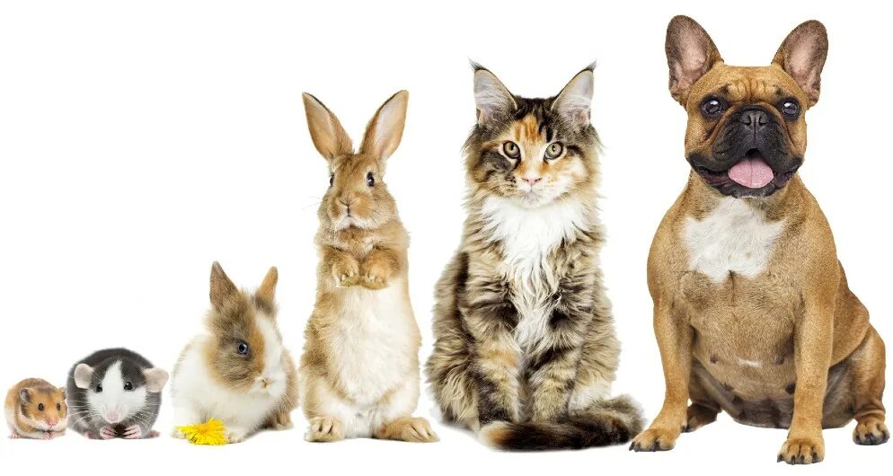 Dogs and cats and rabbits