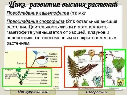 Что такое спорофит и гаметофит у мхов