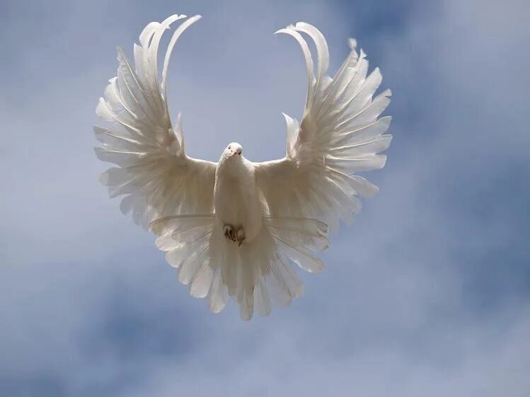 Св птица. Белый голубь. Голубь с расправленными крыльями. Белая птица. Голуби в небе.