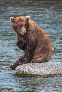 Bear hand