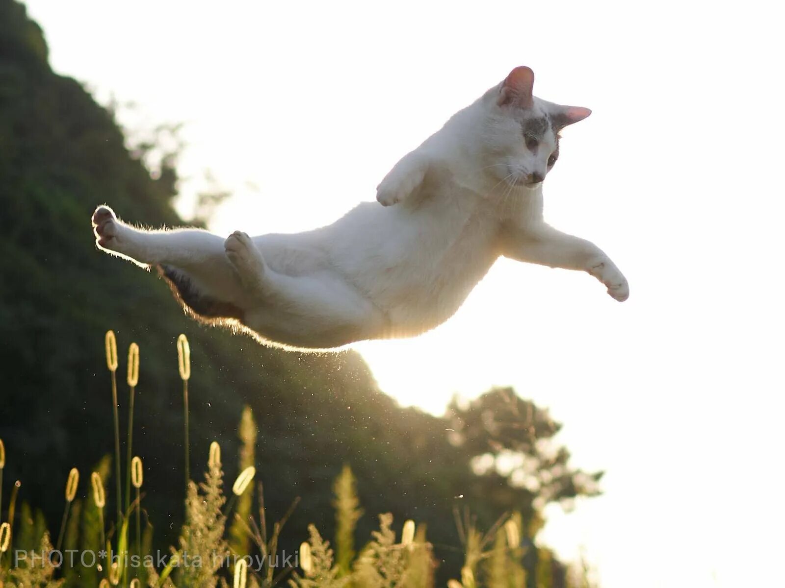 Включи кот бегать. Кошка в движении. Кошка бегает. Кошка в прыжке.