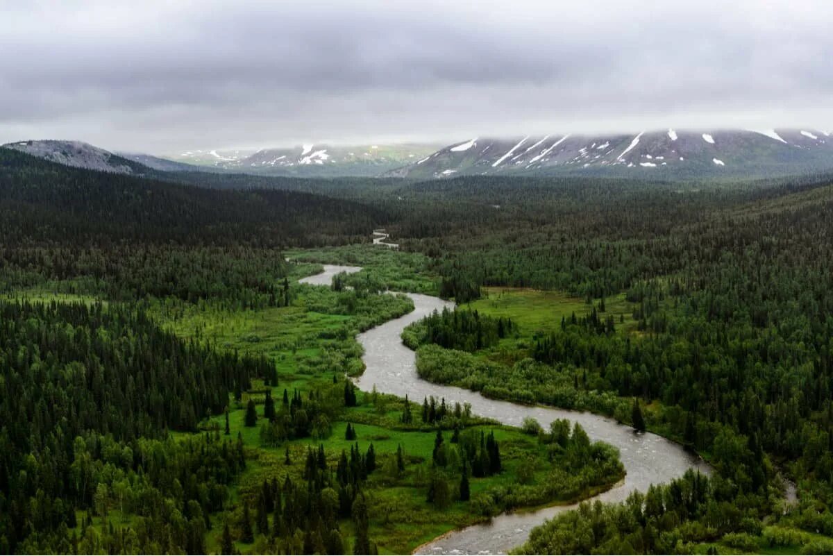 Лесные массивы республики коми. Тайга республики коми. Лесные массивы республики коми. Девс твенные леса ками. Девственные леса коми печора.