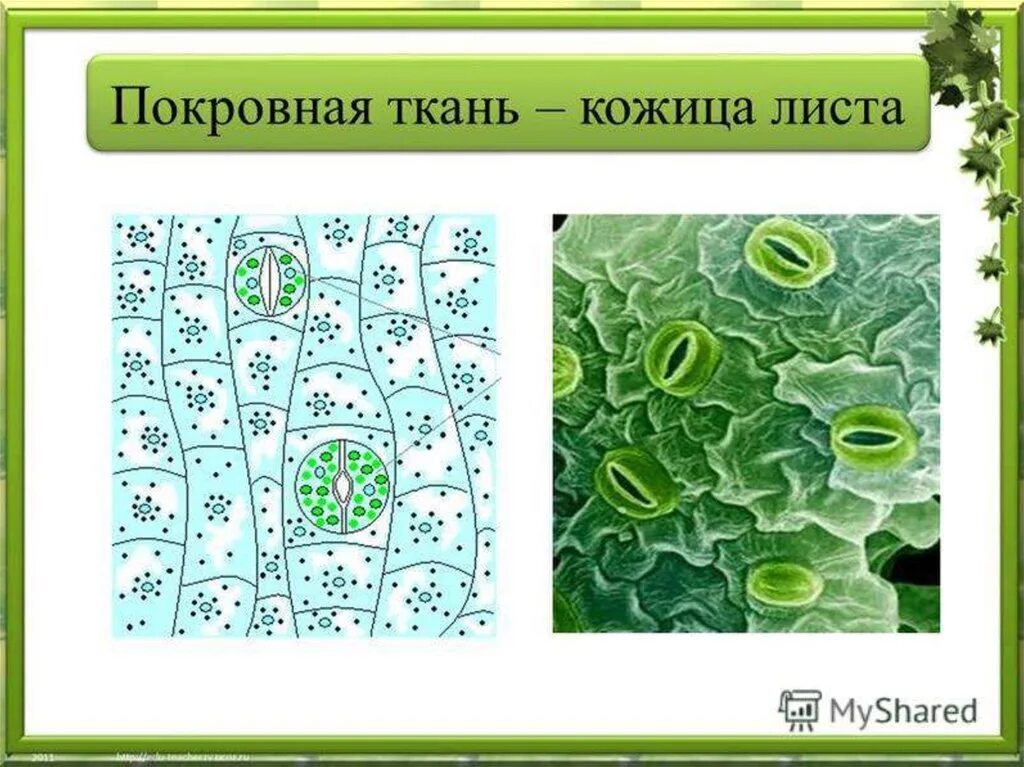 Покровная ткань эпидермис листа. Строение кожицы покровной ткани. Ткани растений покровная ткань рисунок. Покровная ткань кожица листа. Кожица какая ткань у растений