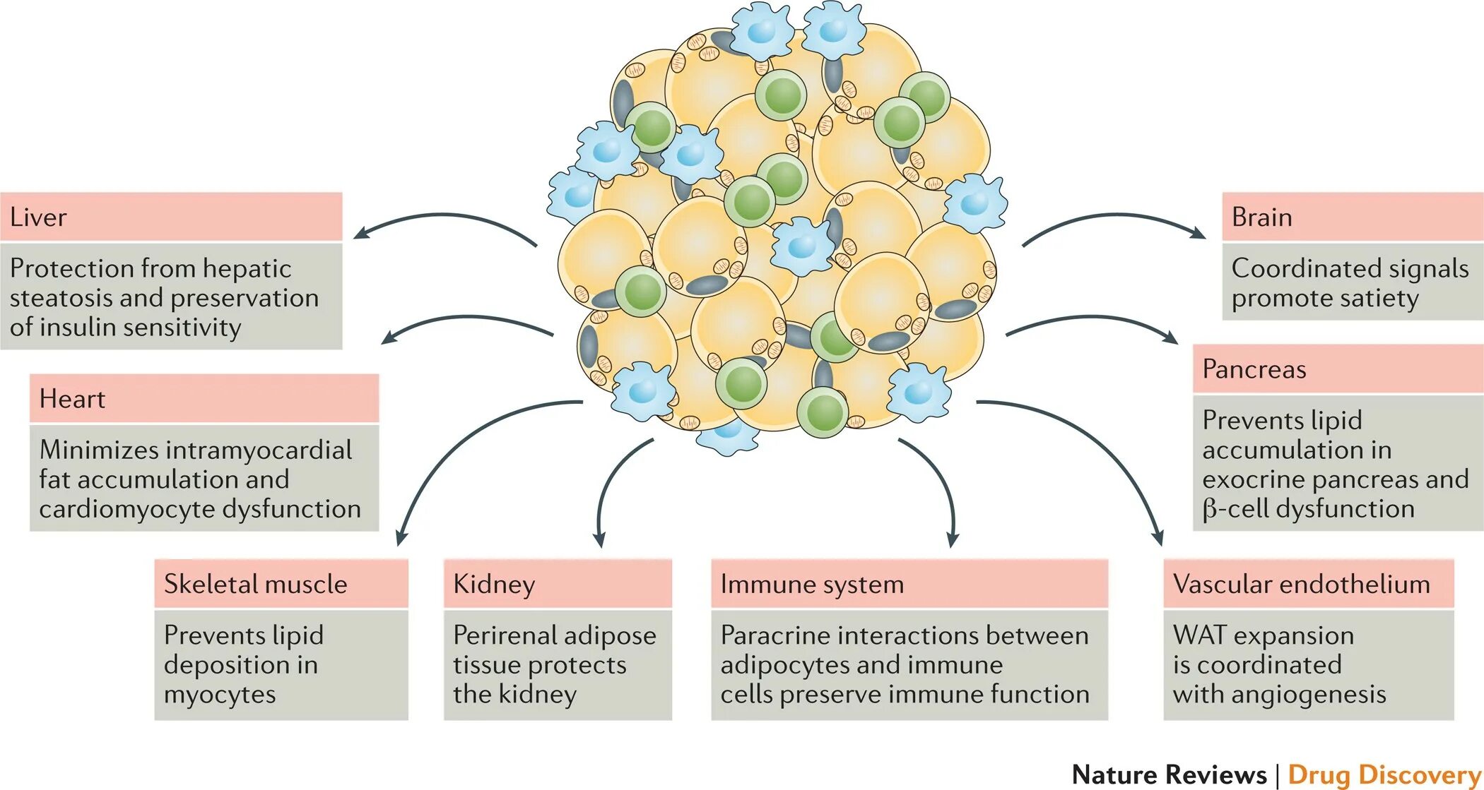 Adipose Tissue functions. Brown adipose Tissue activation. Adipose группа. Brown adipose Tissue in child. Nature reviews