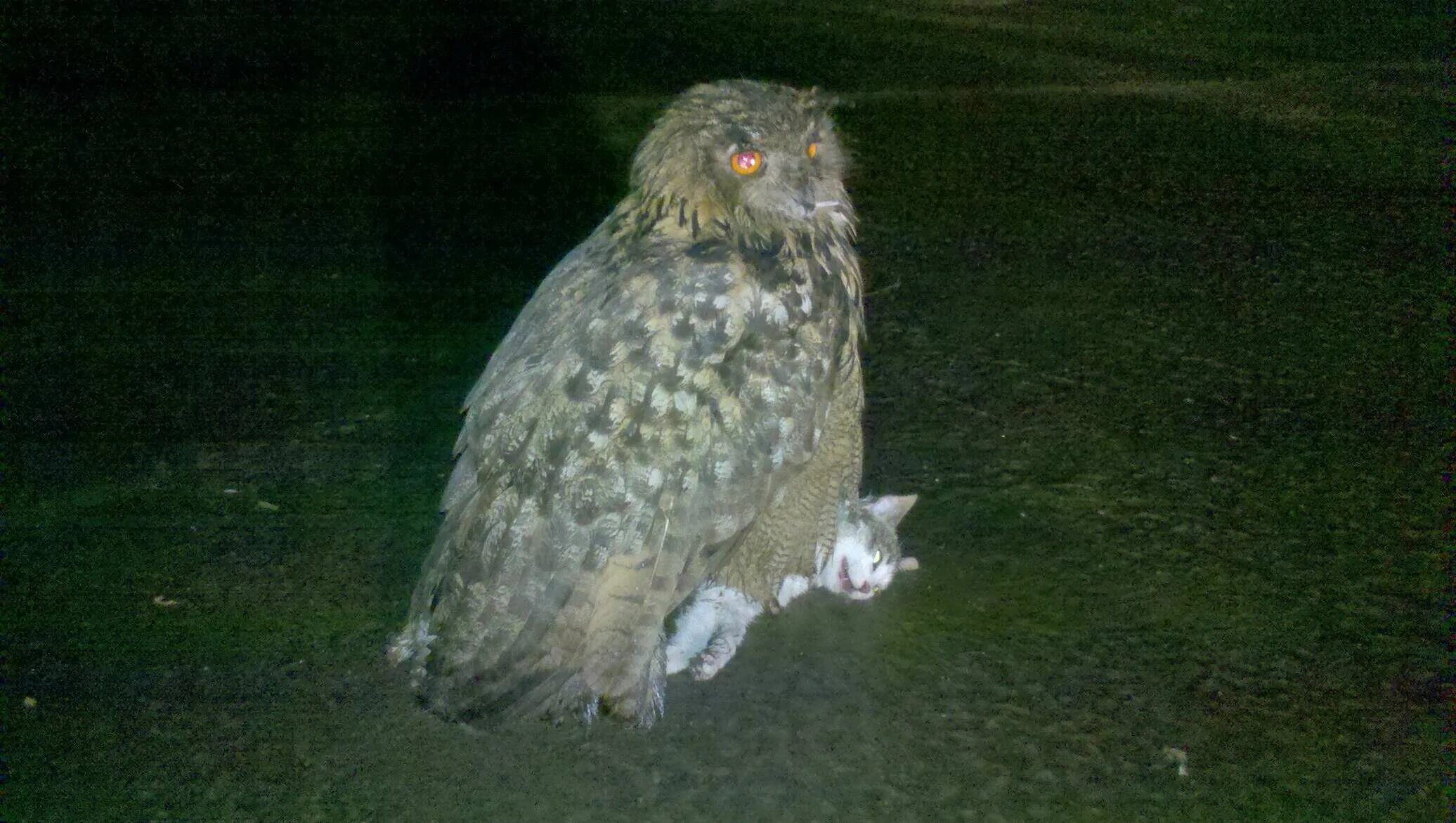 Ястреб против кошачьих. Ястреб нападает на кота. Птица уносит кота. Ястреб и кошка. Кот ястреб.