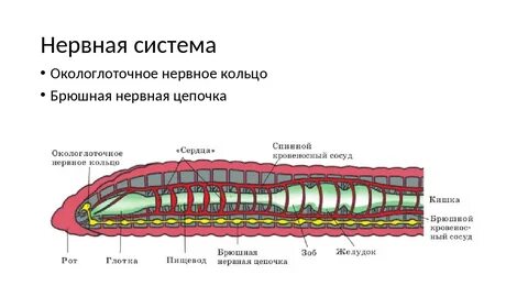 Какую функцию выполняет окологлоточное нервное кольцо