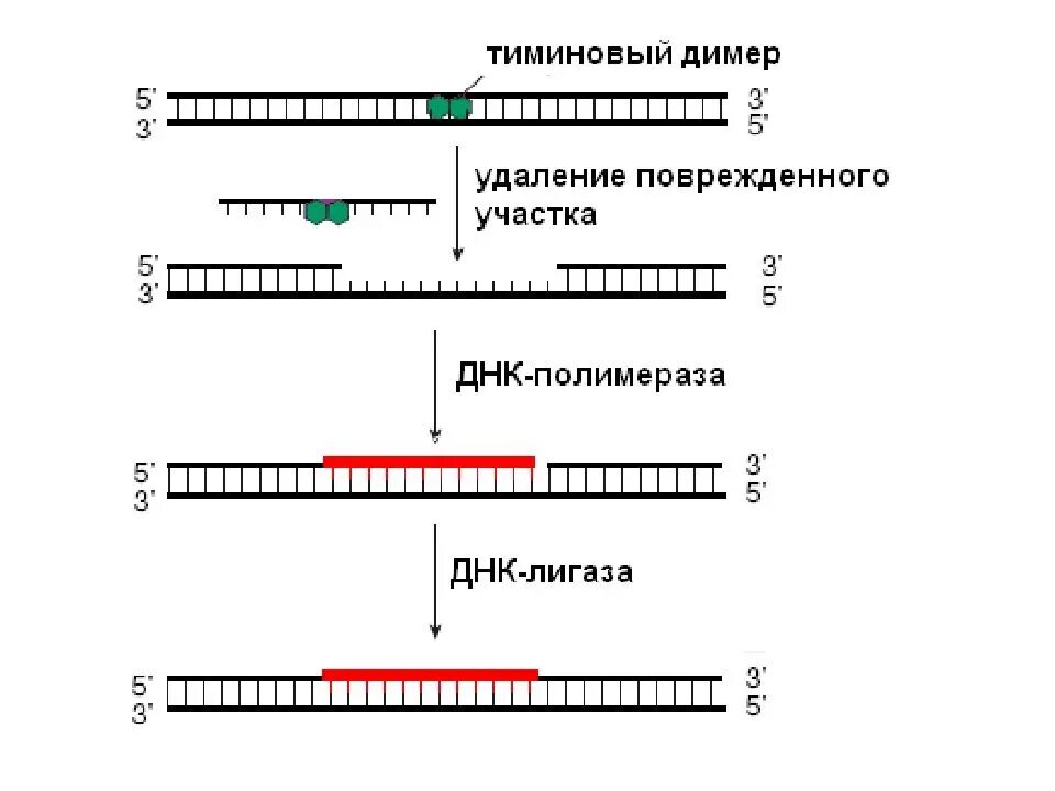 Световая репарация днк схема. Репарация дегеніміз не. Гомологичная рекомбинация модель холлидея. Репарация дегеніміз не. Репарация дегеніміз не.