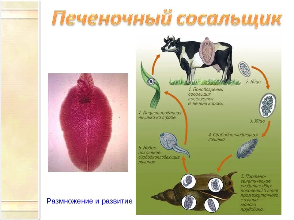 Печеночный сосальщик плоский червь. Жизненный цикл печеночного сосальщика 7 класс биология. Жизненный цикл печеночного сосальщика. Цикл развития печеночного сосальщика. Строение сосальщиков червей.