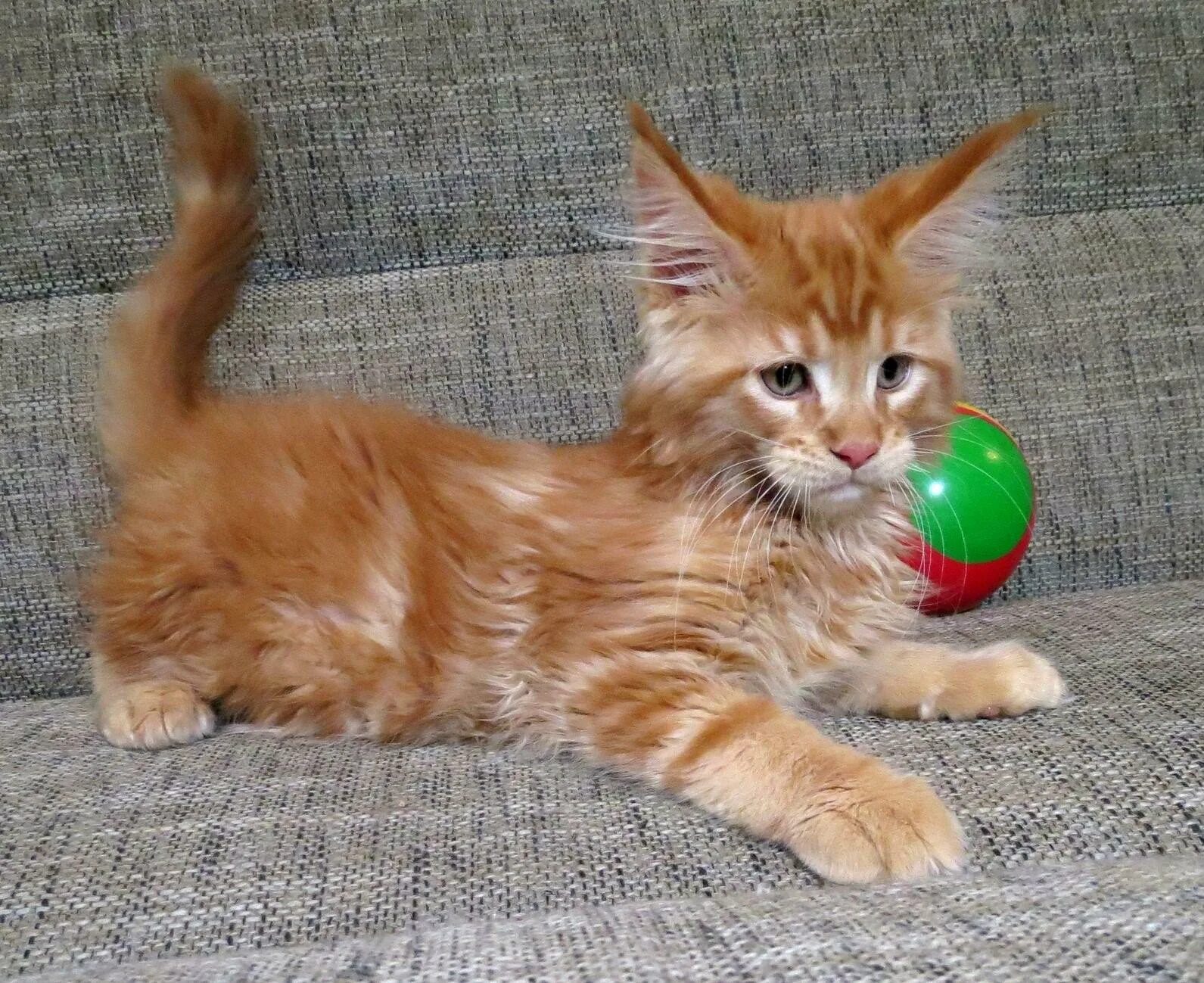 До какого возраста мейн куны котята. Мейн кун кот 1 год. котёнок мейн кун 1 год. котенок мейн куна 1 месяц. маленький мейн кун рыжий 1 месяц.