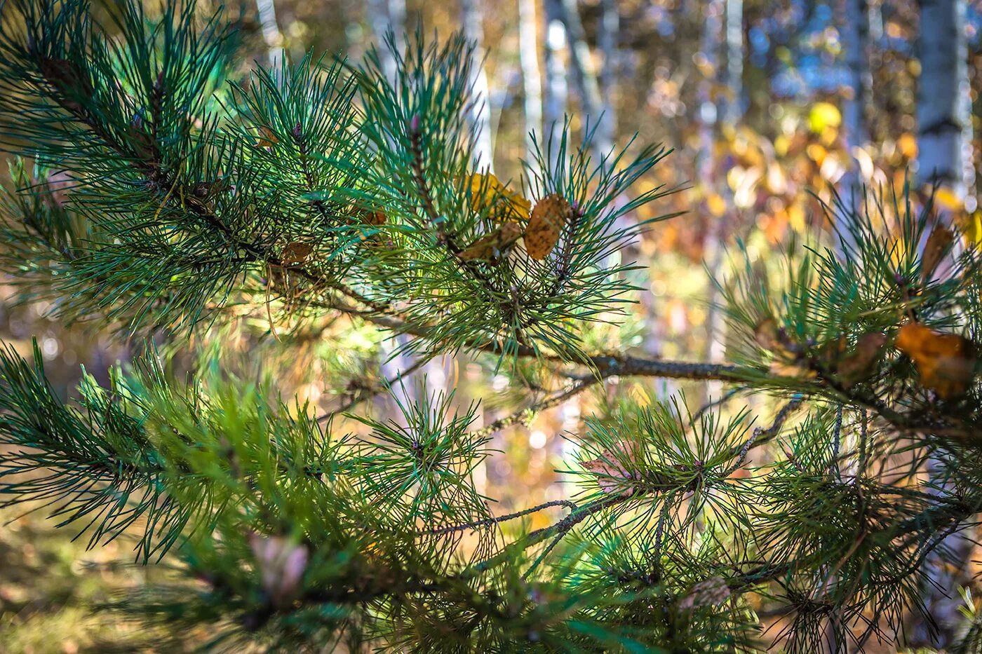 Хвойные сосновые. Pinus merkusii. Сосна МЕРКУЗА. Хвойный опад сосны. Сосновый вертун сосны обыкновенной.