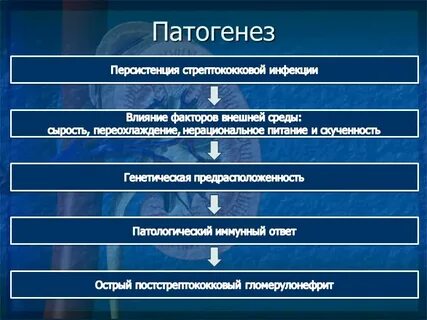 Гломерулонефрит патогенез