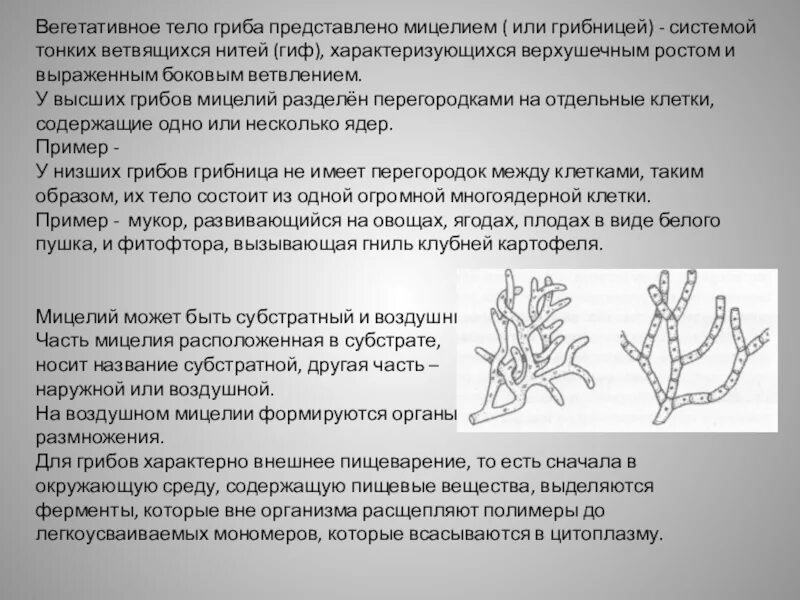 У некоторых грибов нити грибницы представляют собой. Вегетативные тела (мицелий) грибов. Вегетативное тело мицелий. Мицелий вегетативное тело гриба. Разделенный мицелий.