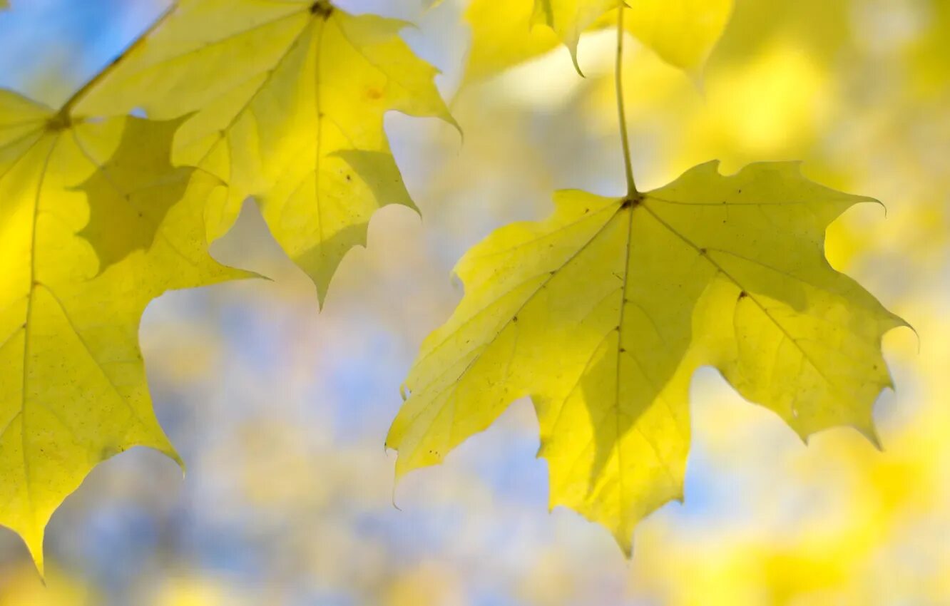 Wallpaper : sunlight, leaves, nature, green, yellow, autumn, flower, season, flo