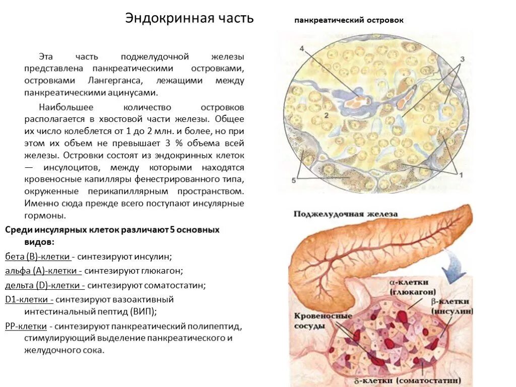 Строение поджелудочной железы островки Лангерганса. Строение островка поджелудочной железы. Поджелудочная железа островки анатомия. Поджелудочная железа гистология островок Лангерганса строение. Секрет поджелудочной железы функции