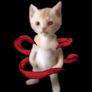 Котик гато