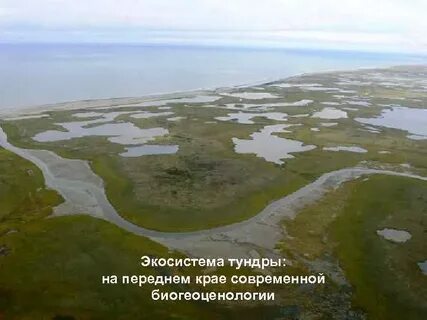 Экосистема тундры