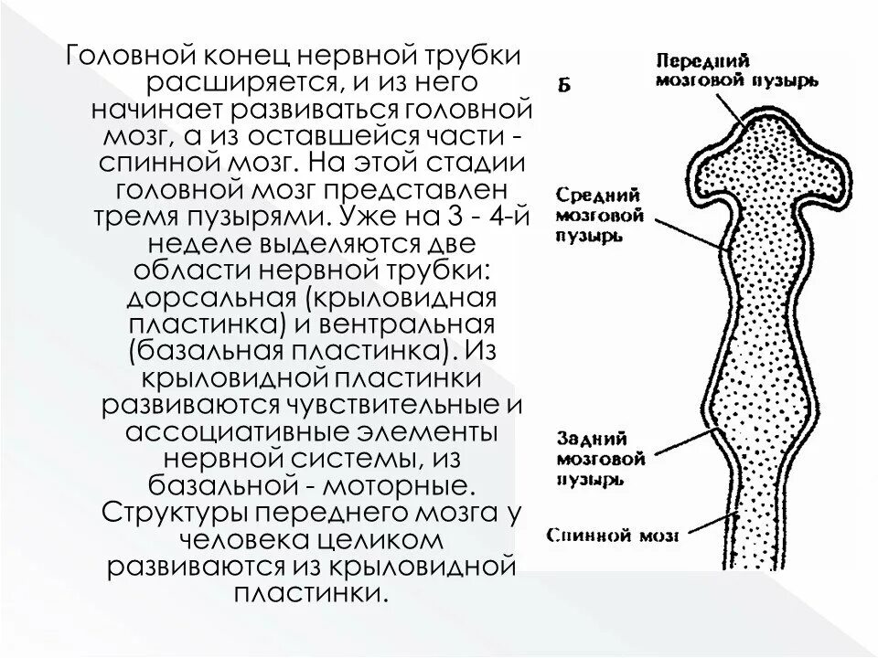 Представители трубчатой нервной системы. Нервная трубка развивается из. Формирование нервной трубки. Головной конец нервной трубки. Слои нервной трубки.