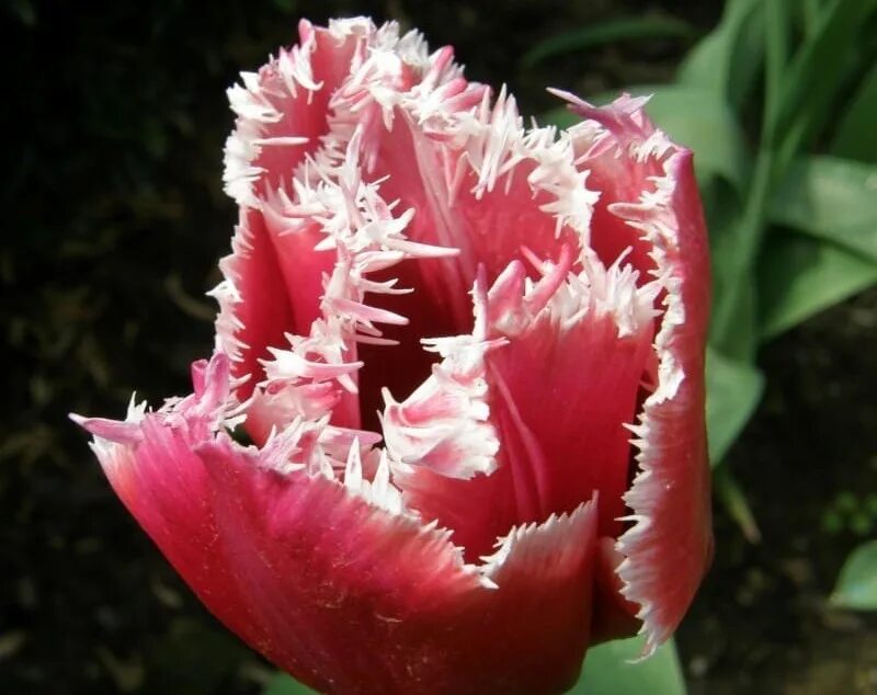 бархатные тюльпаны. бархатистые тюльпаны. тюльпан zanzibar. бархатные тюльпаны. тюльпан голден гейт.