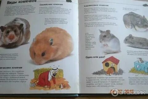 Хомяк великого северного герцога