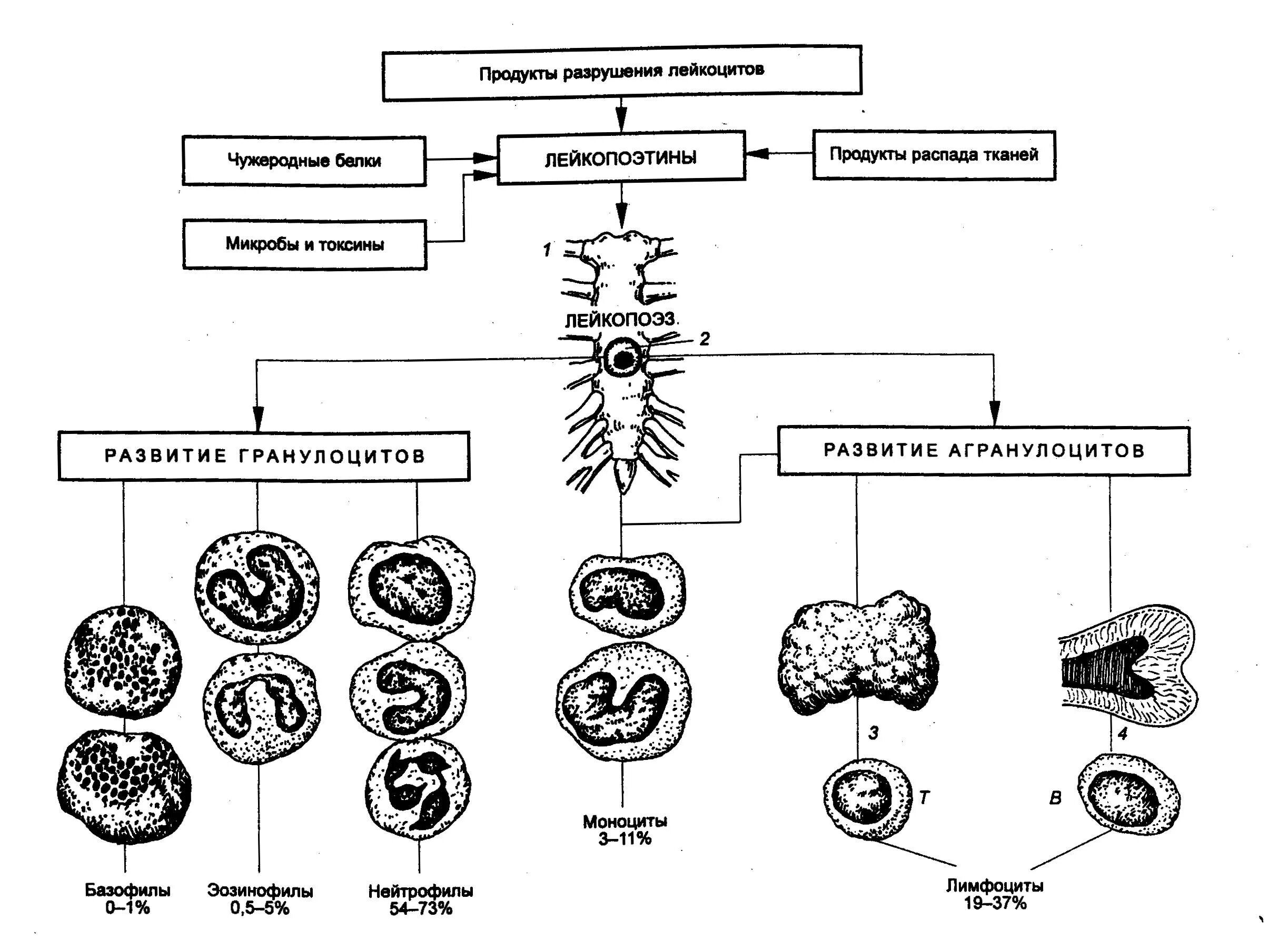 Продукты распада тканей. Схема образования лейкоцитов. Схема развития кровяных клеток. Лейкопоэз схема физиология. Лейкоциты регуляция лейкопоэз.