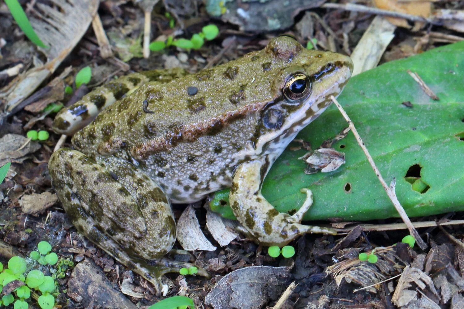 Земноводное т. Озерная лягушка. Озерная лягушка Pelophylax ridibundus. Озерная Прудовая травяная остромордая лягушка. Озёрная лягушка Rana ridibunda.